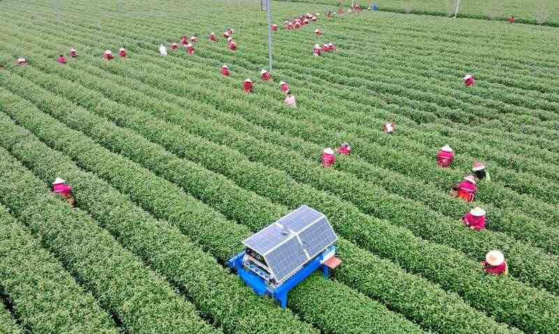 农业农村部发布2025年春茶生产技术指导意见