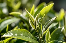 影响茶叶品质的因子分析