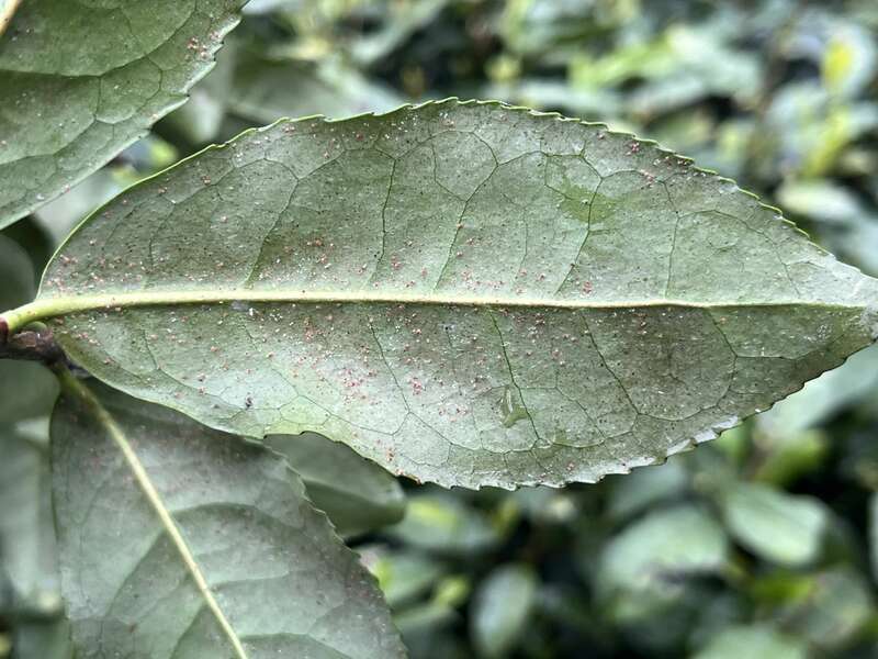 茶园出现这种虫，稍不注意，就会影响春茶生产