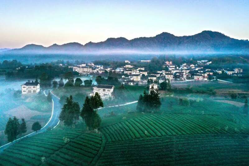 湄潭：贵州高原上的茶叶奇迹