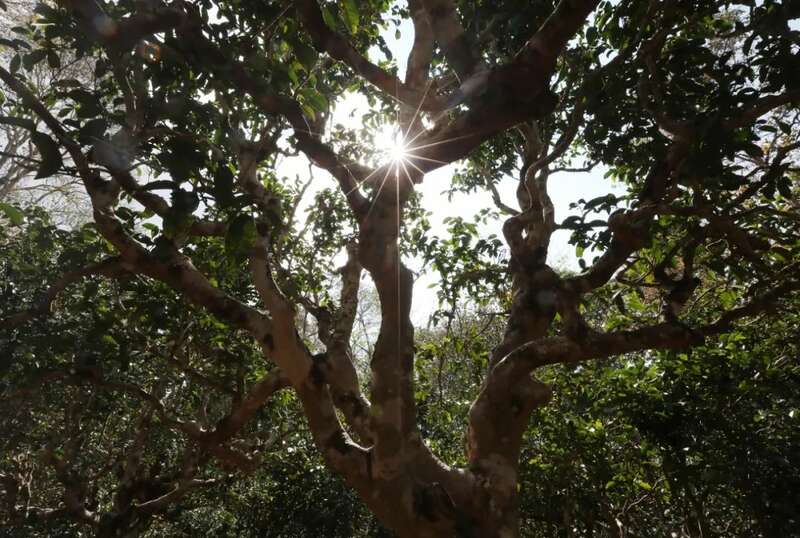 景迈山春日寻宝：“螃蟹脚”来啦