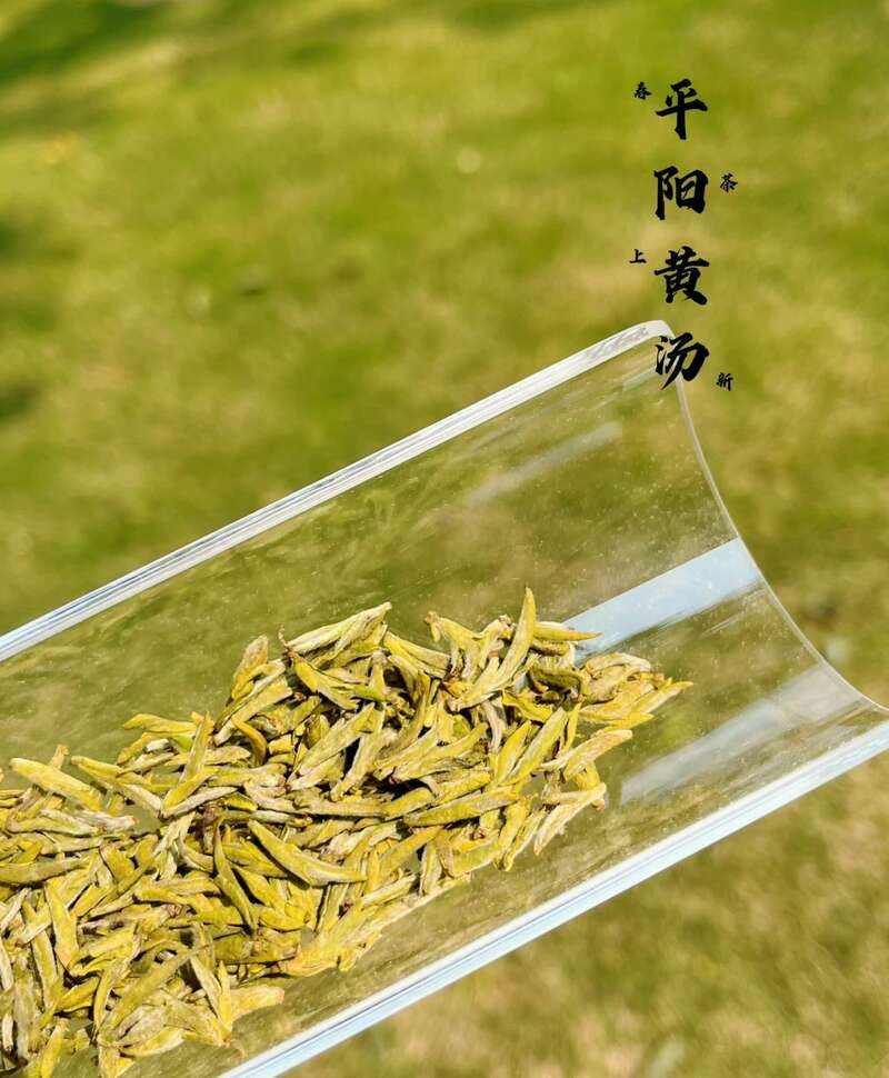 黄茶加工工艺及功效研究进展