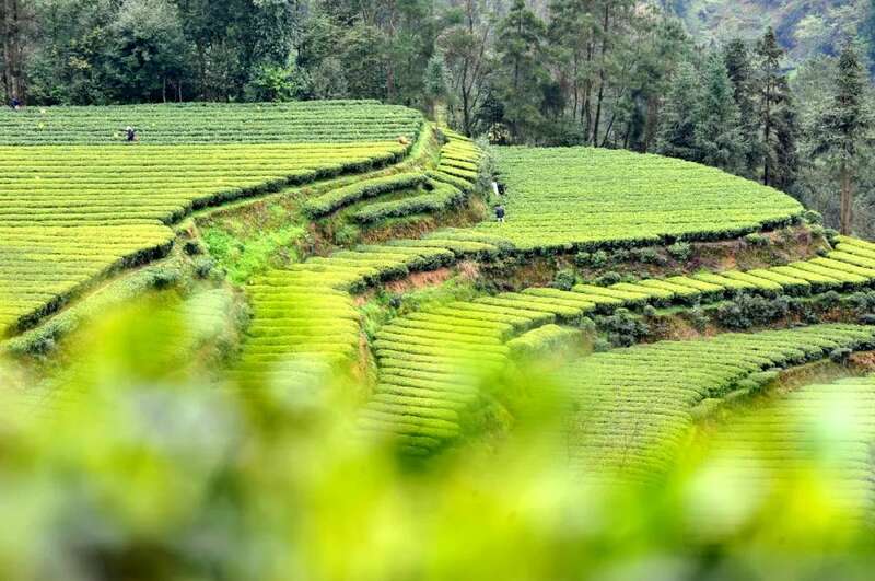 全国独一份！恩施市成为“蒸青茶传承保护核心区”！