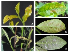 茶园出现这种虫，稍不注意，就会影响春茶生产