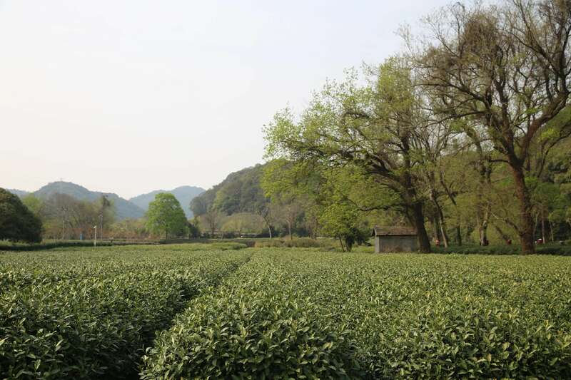 农业农村部发布2025年春茶生产技术指导意见