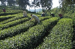 来不来雅安喝茶？回答我！