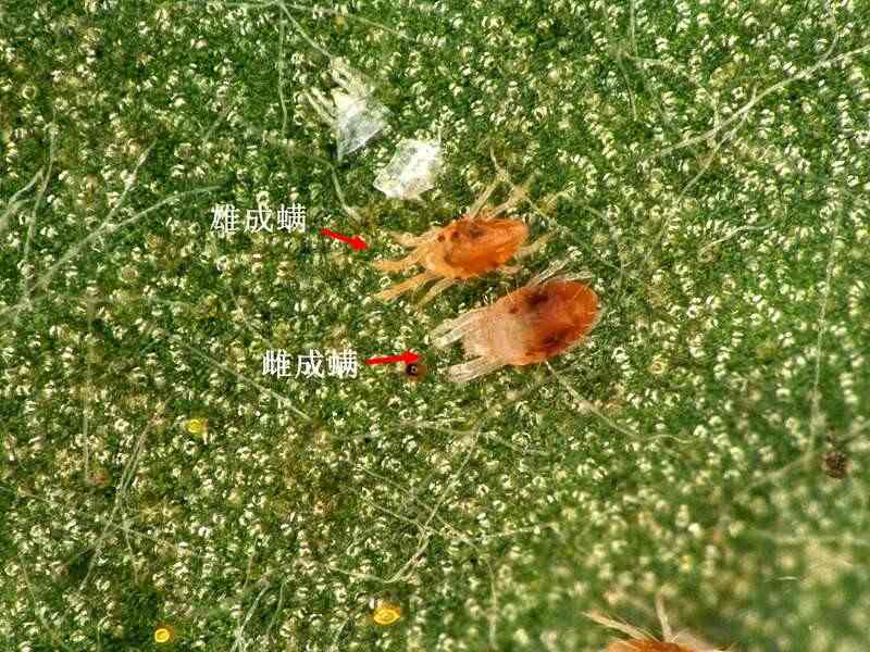 茶园出现这种虫，稍不注意，就会影响春茶生产