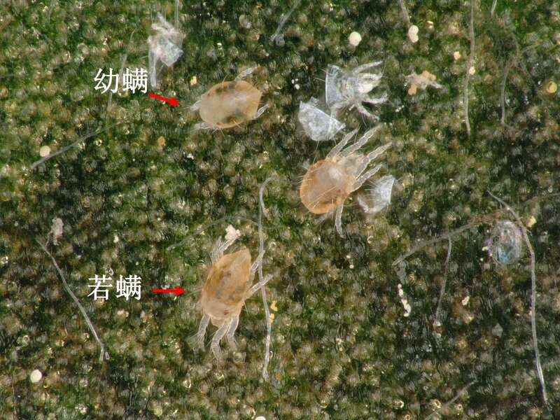 茶园出现这种虫，稍不注意，就会影响春茶生产