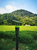 农业农村部发布2025年春茶生产技术指导意见