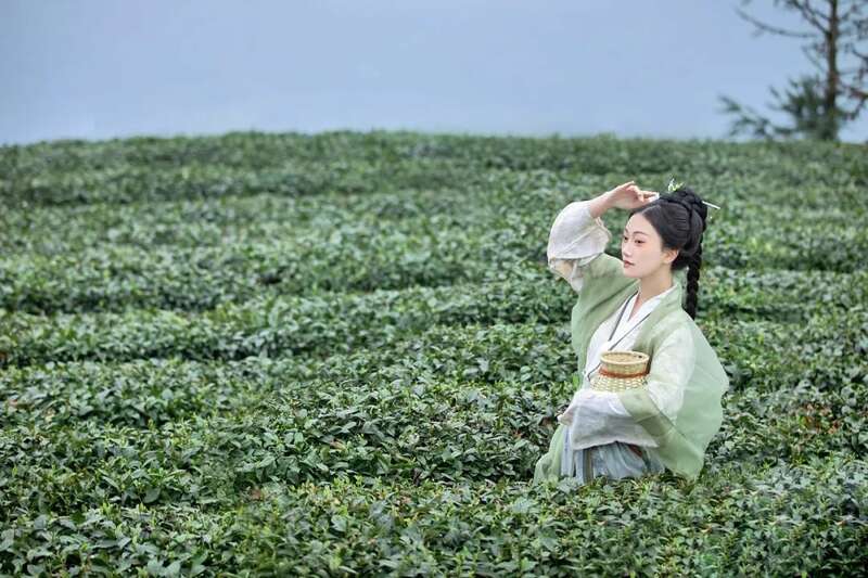 来不来雅安喝茶？回答我！