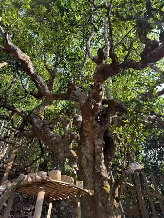 全球古茶第一村南糯山800多年茶王开采仪式：探寻千年古茶魅力，共赴春日茶韵之约