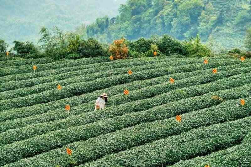 来不来雅安喝茶？回答我！