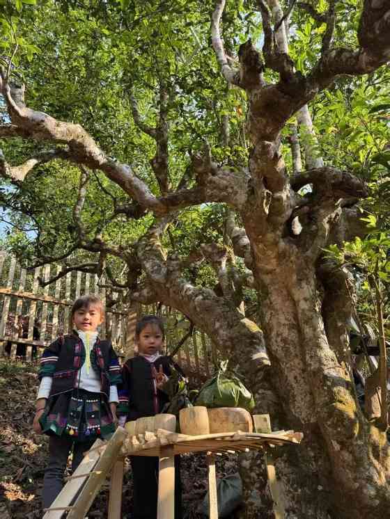 全球古茶第一村南糯山800多年茶王开采仪式：探寻千年古茶魅力，共赴春日茶韵之约