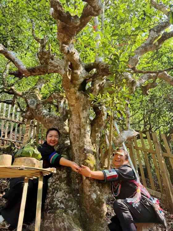 全球古茶第一村南糯山800多年茶王开采仪式：探寻千年古茶魅力，共赴春日茶韵之约