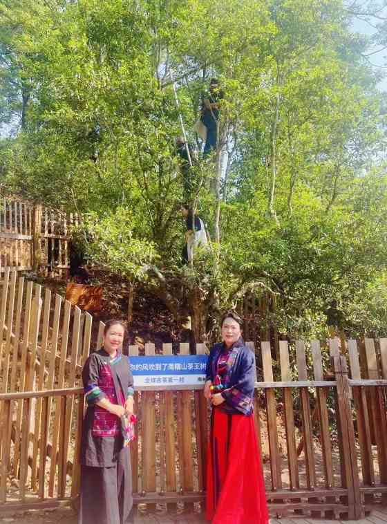 全球古茶第一村南糯山800多年茶王开采仪式：探寻千年古茶魅力，共赴春日茶韵之约