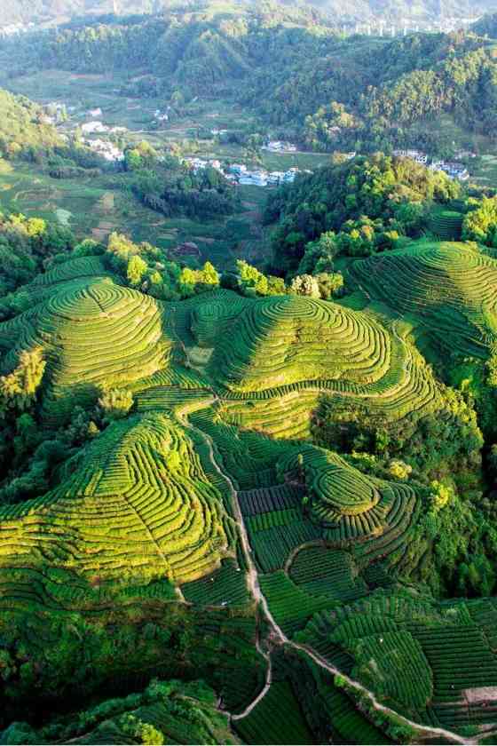 来不来雅安喝茶？回答我！