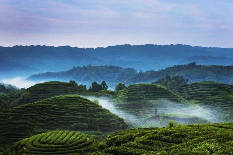 来不来雅安喝茶？回答我！