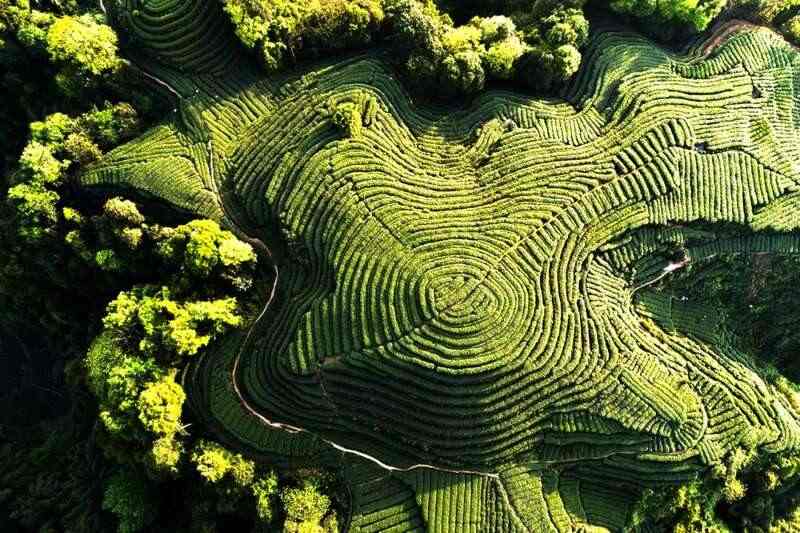 来不来雅安喝茶？回答我！