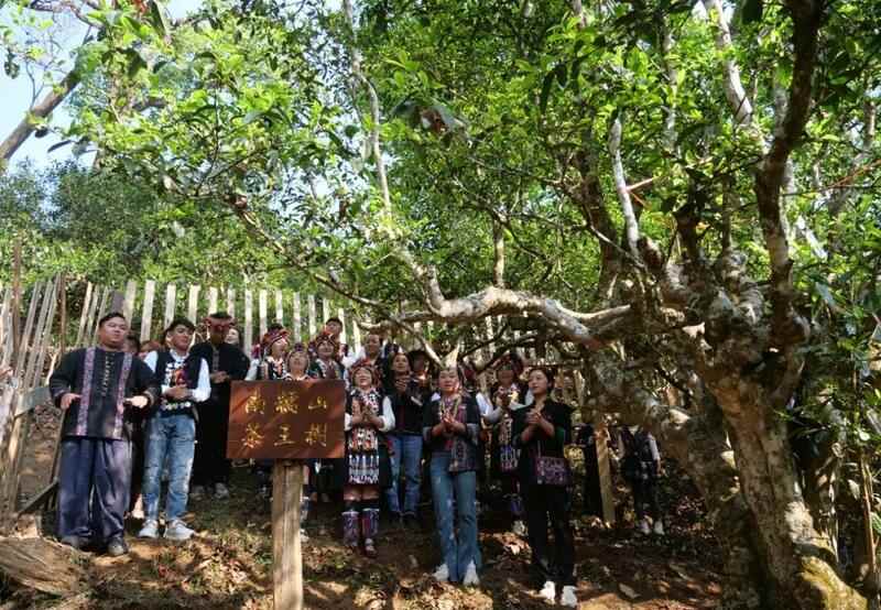 全球古茶第一村南糯山800多年茶王开采仪式：探寻千年古茶魅力，共赴春日茶韵之约