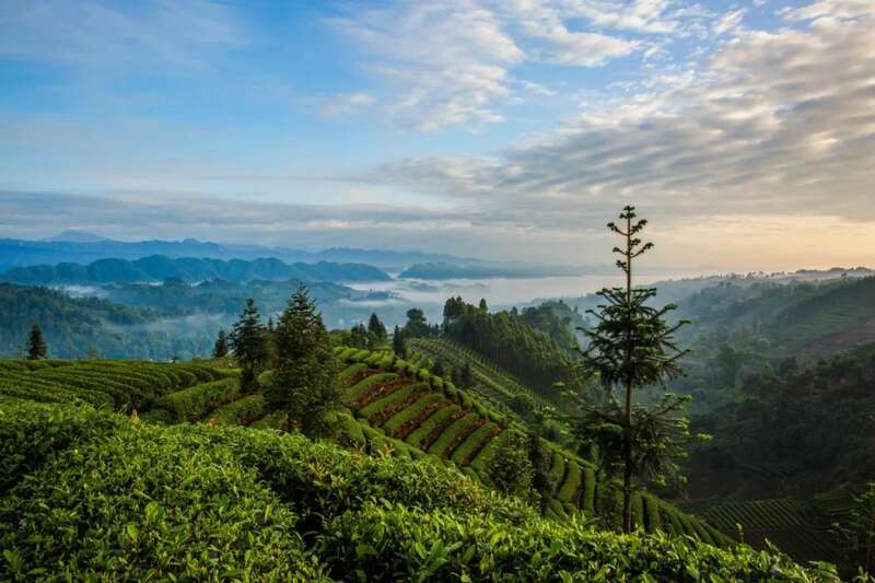 来不来雅安喝茶？回答我！