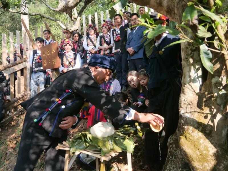 全球古茶第一村南糯山800多年茶王开采仪式：探寻千年古茶魅力，共赴春日茶韵之约