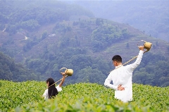来不来雅安喝茶？回答我！