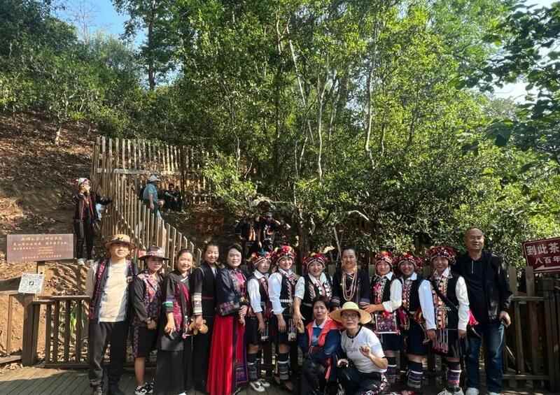 全球古茶第一村南糯山800多年茶王开采仪式：探寻千年古茶魅力，共赴春日茶韵之约