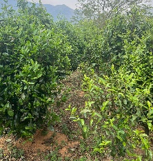 临沧茶区：冰岛糯伍老寨台地春茶