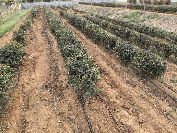 春茶减产，茶园春旱应对攻略！