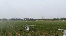 春茶减产，茶园春旱应对攻略！