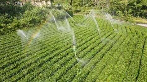 春茶减产，茶园春旱应对攻略！