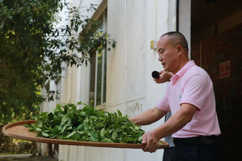 武夷岩茶的品质及加工技术研究进展