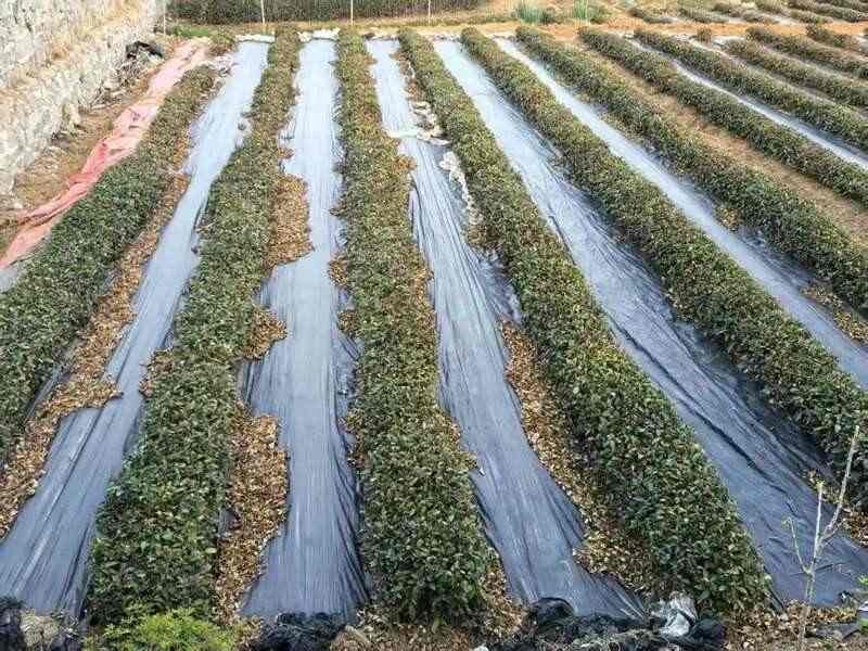 春茶减产，茶园春旱应对攻略！