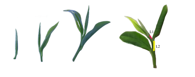 名优茶机采关键技术及其装备研究现状和发展趋势