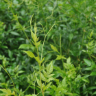 莓茶特点解析：产地、品质与品茗技巧