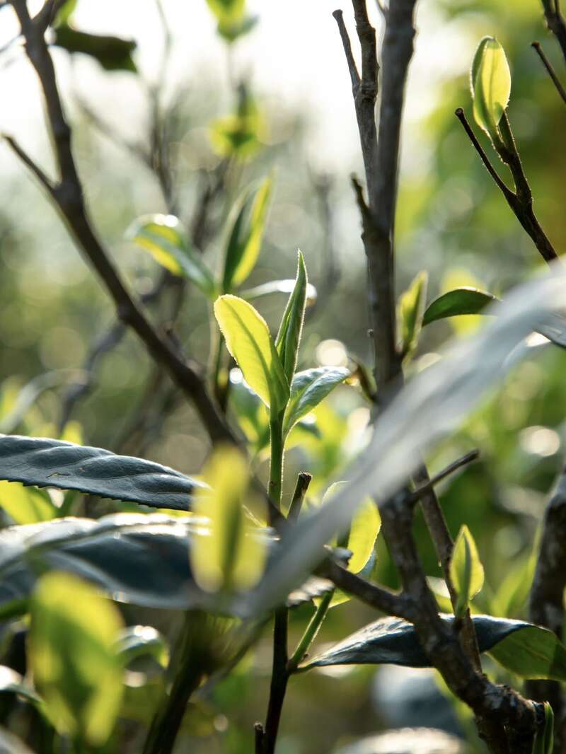 你喝的普洱熟茶 会苦吗？