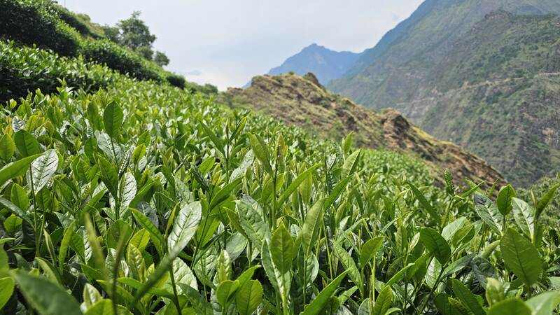 中国海拔最高的茶园