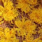 金丝皇菊花茶：清香解渴，养生礼品之选