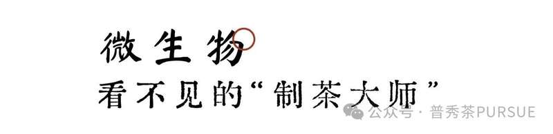 茶理研究  普洱茶越陈越香的秘密