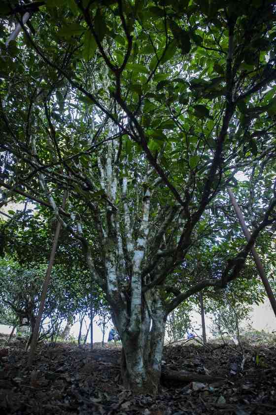 我们为什么都在谈论古茶树？