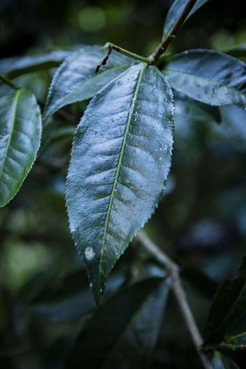 我们为什么都在谈论古茶树？