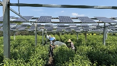茶园光伏技术应用研究进展与展望