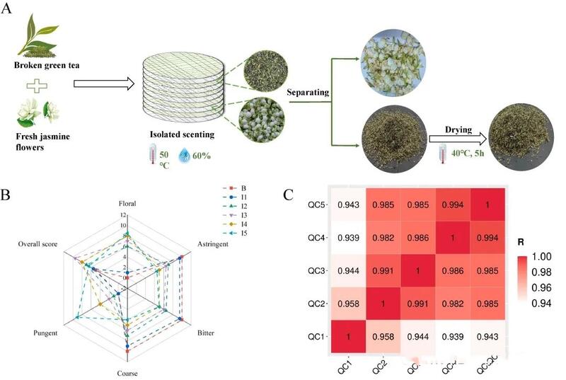 代谢组学解析茶、花分离窨花（isolated scenting）对碎绿茶滋味的影响