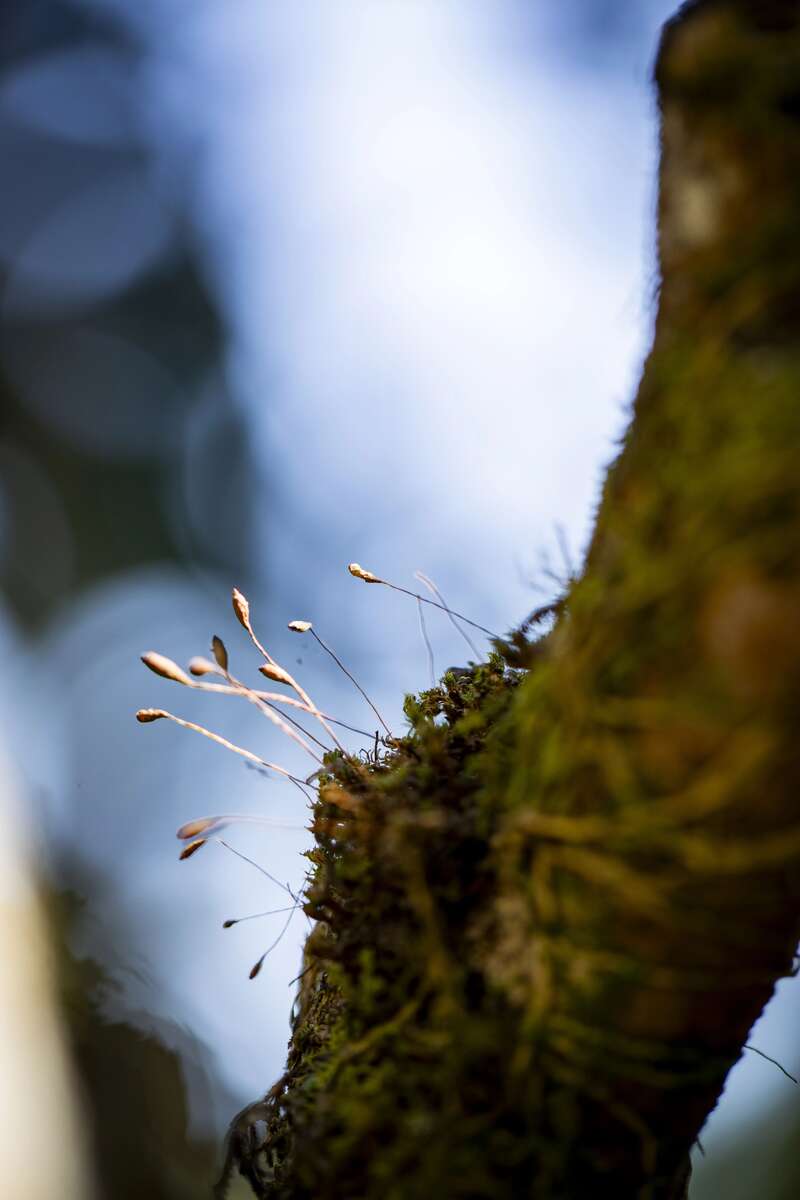 我们为什么都在谈论古茶树？