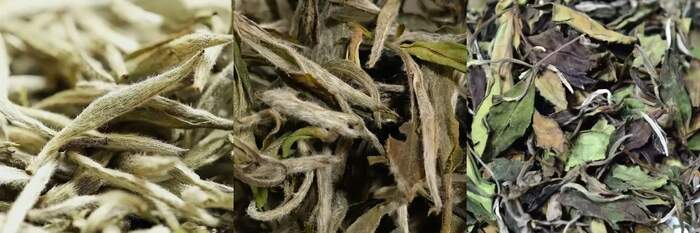 有机茶VS常规茶 白毫银针和白牡丹滋味化学特征解析