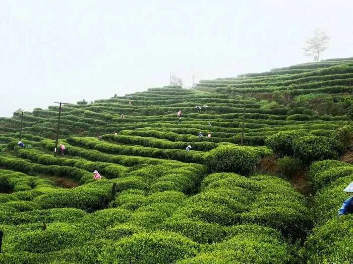 有机茶VS常规茶 白毫银针和白牡丹滋味化学特征解析