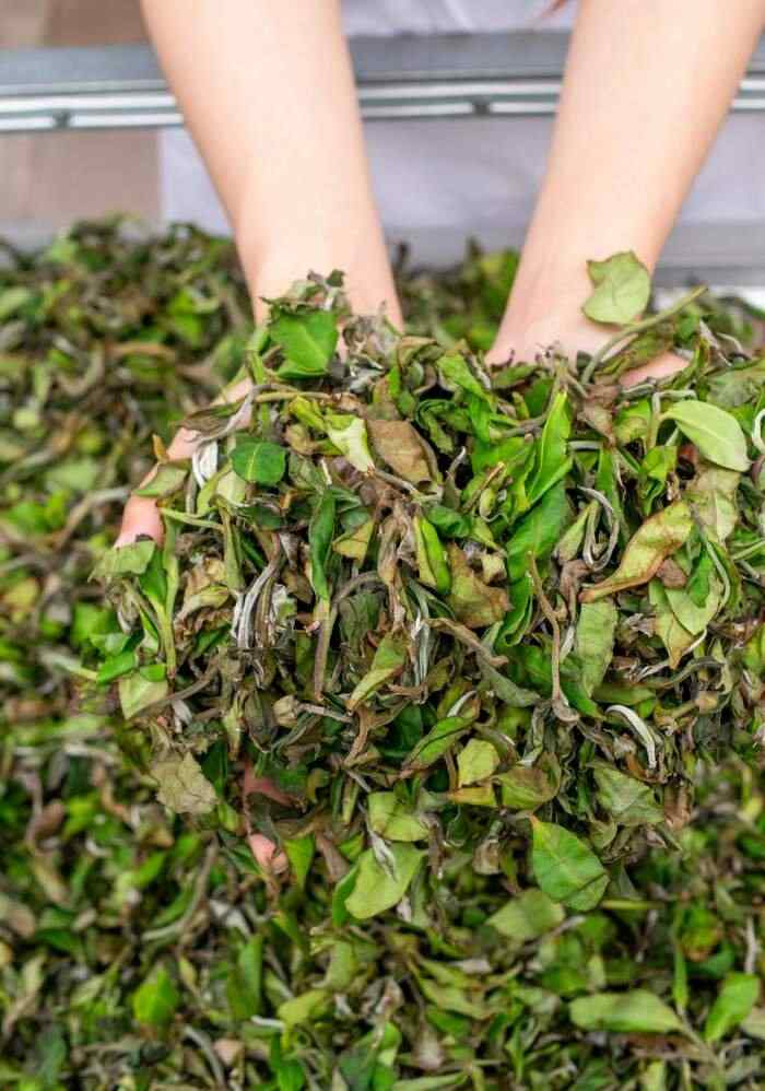 茶叶“摊晾”和“萎凋”常被混淆？今天 彻底理清!