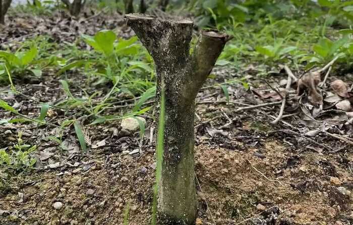 低产低效茶园改造技术研究