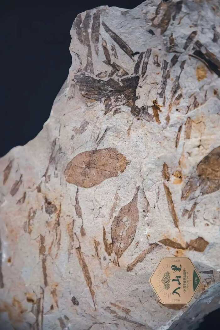 野生茶到底是个怎样的存在？