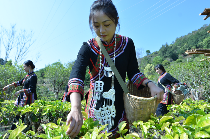 低产低效茶园改造技术研究